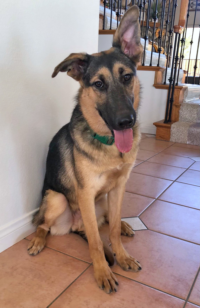 Westside German Shepherd Rescue of Los Angeles